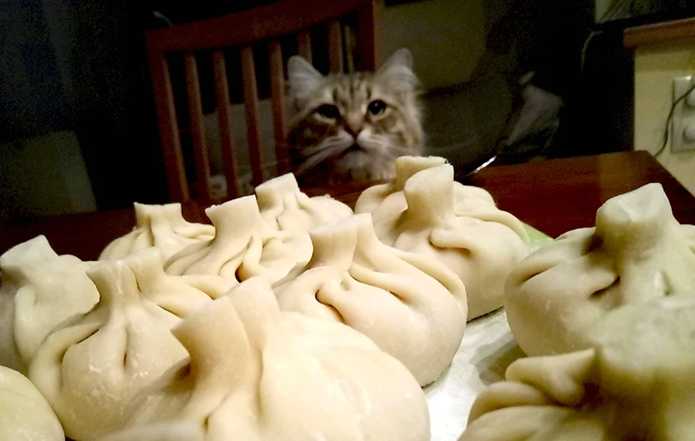Кот и хинкали