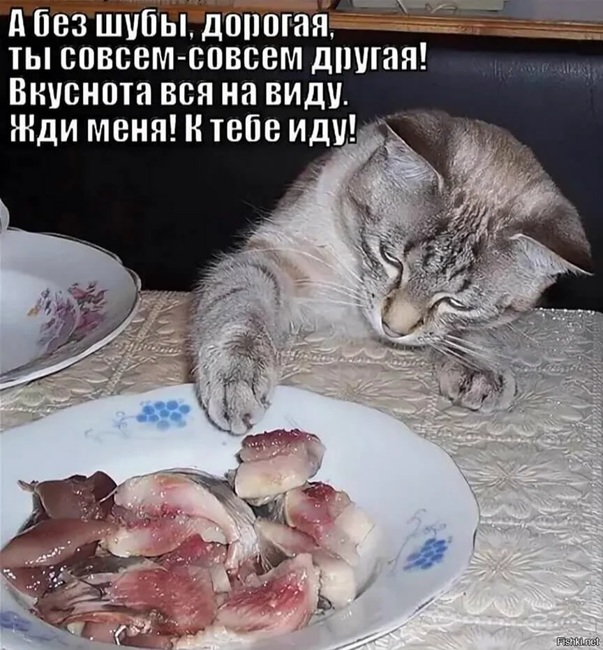 Кот и селедка