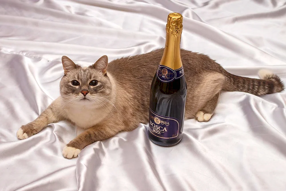Кот и шампанское