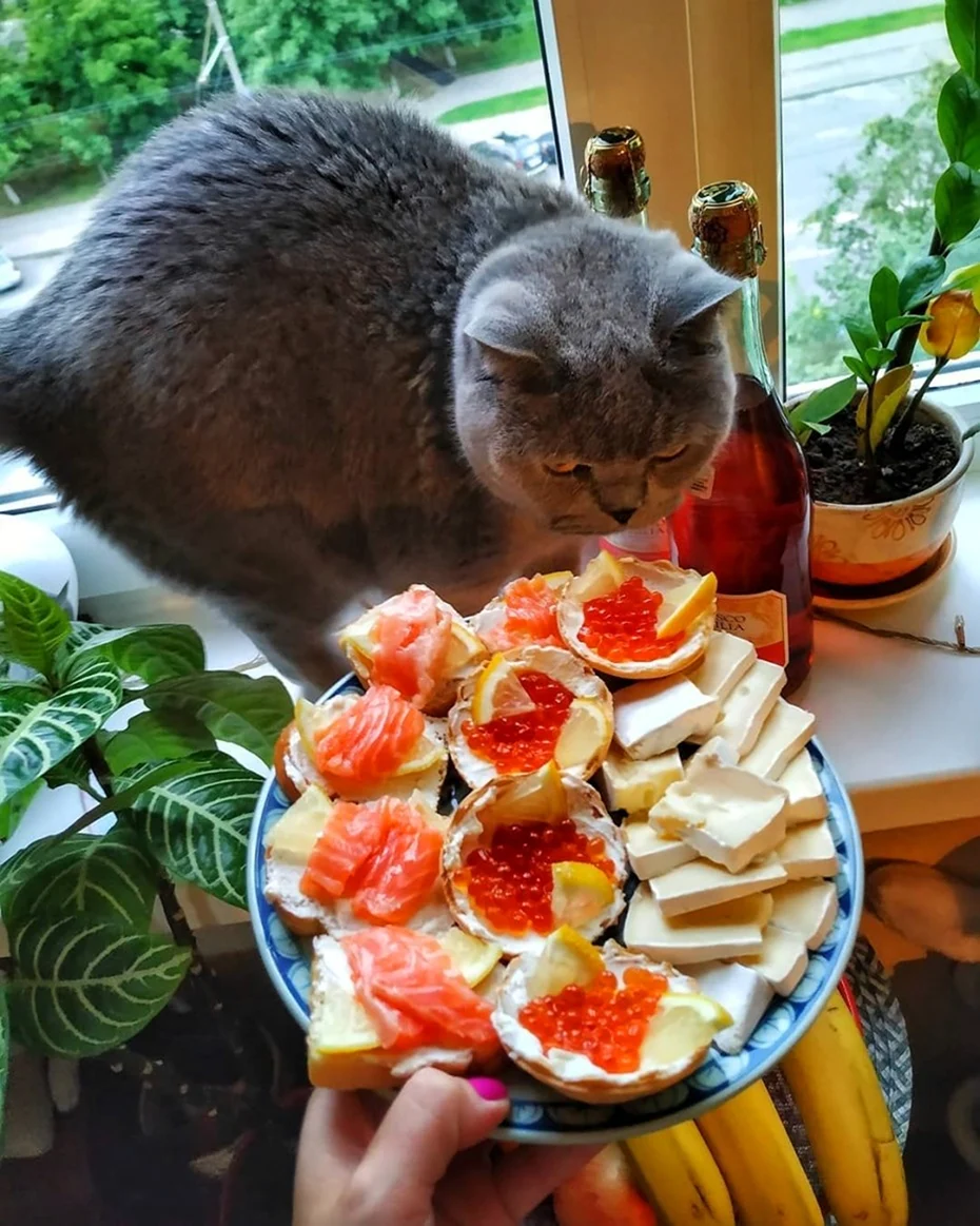 Кот и сыр