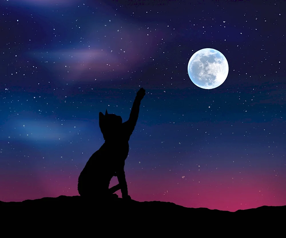 Кот и звездное небо