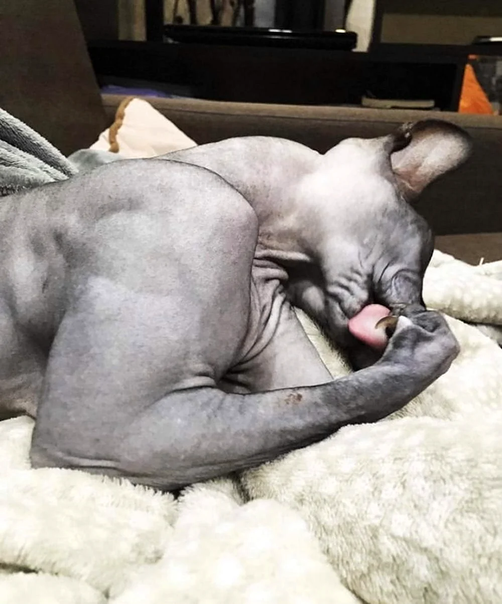 Кот качок