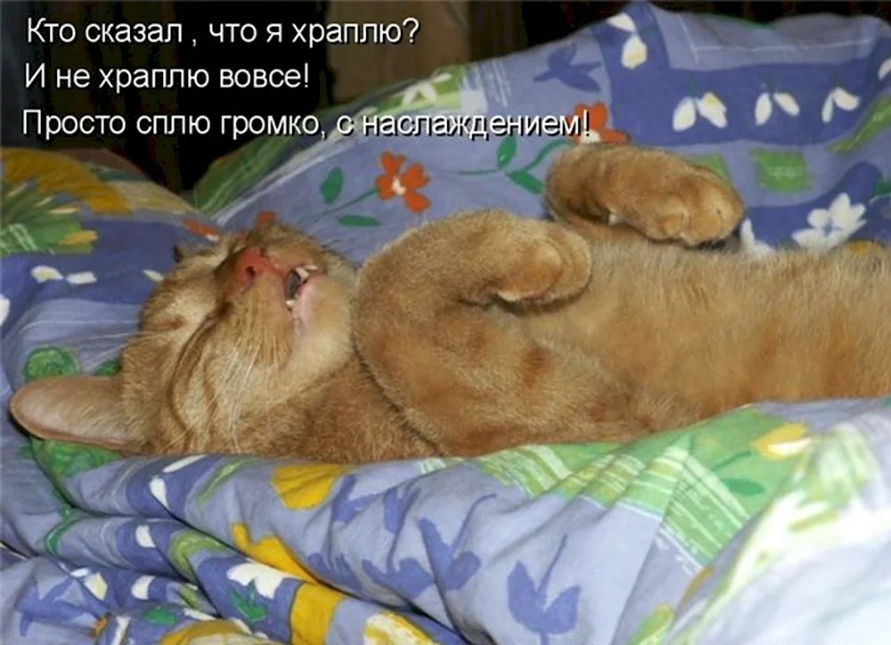 Кот храпит