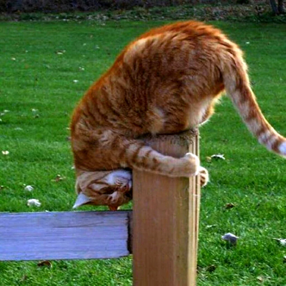 Кот кланяется