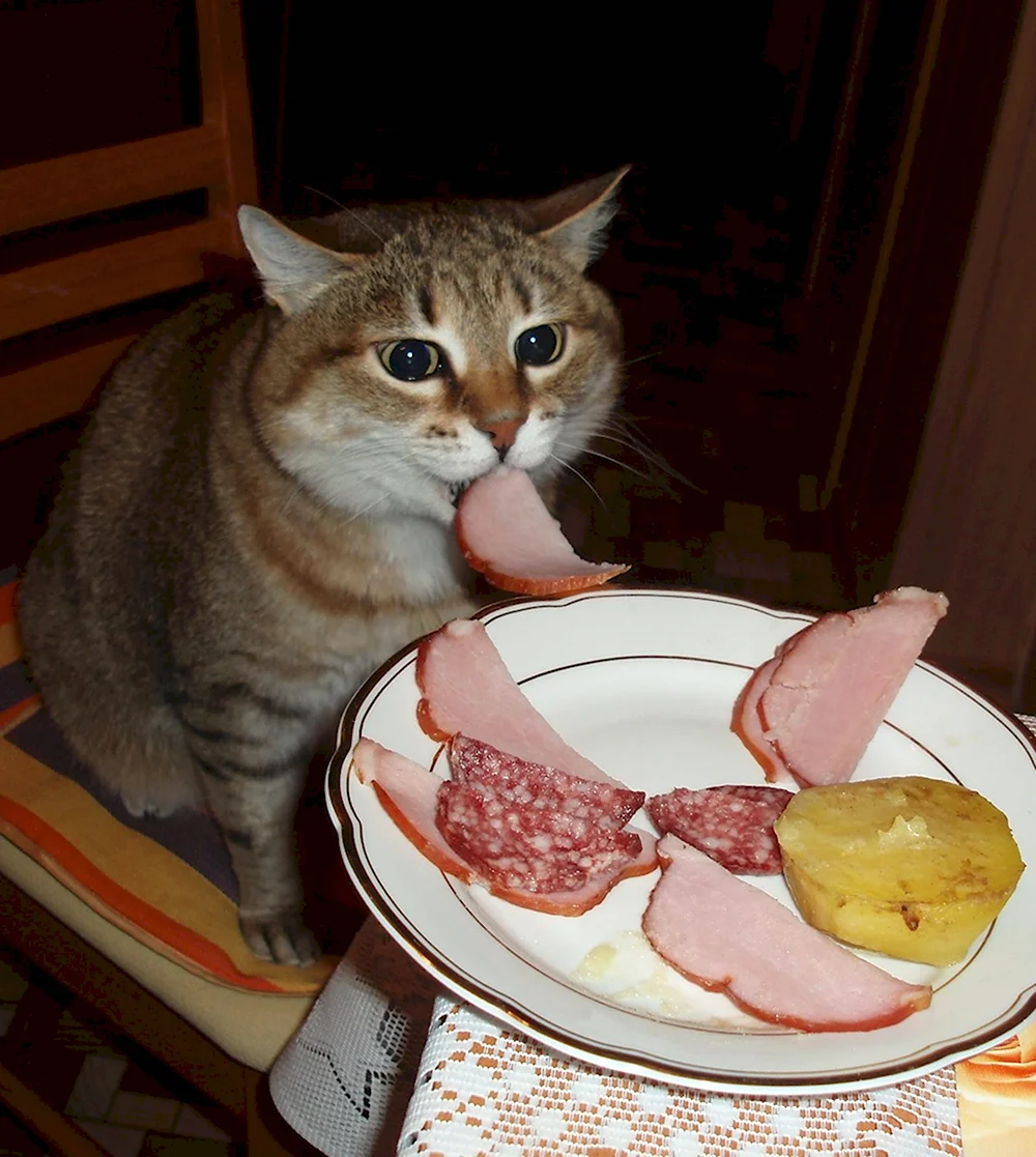 Кот кушает колбасу