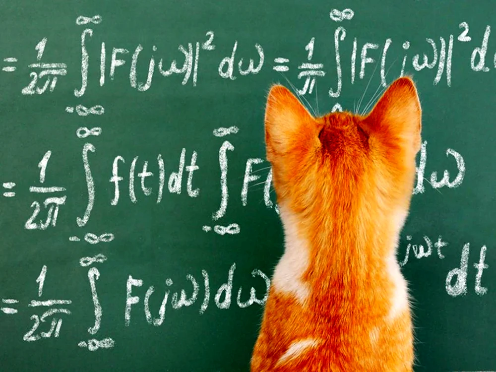 Кот математик