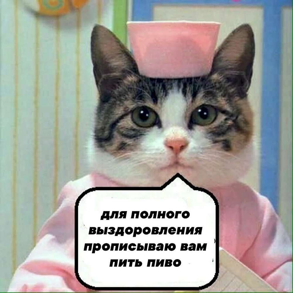 Кот медсестра