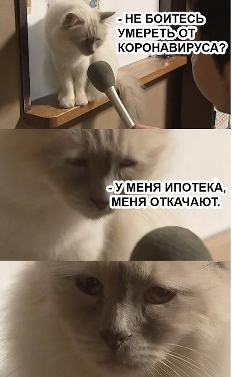 Кот Мем