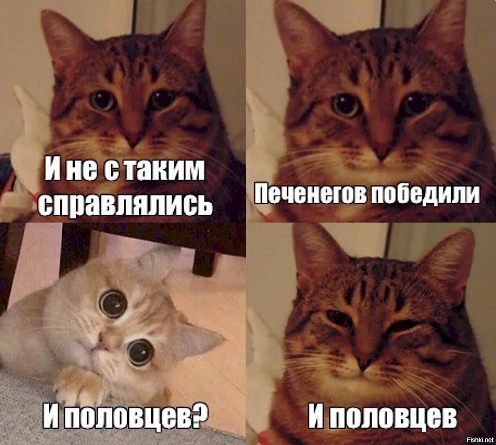 Кот Мем