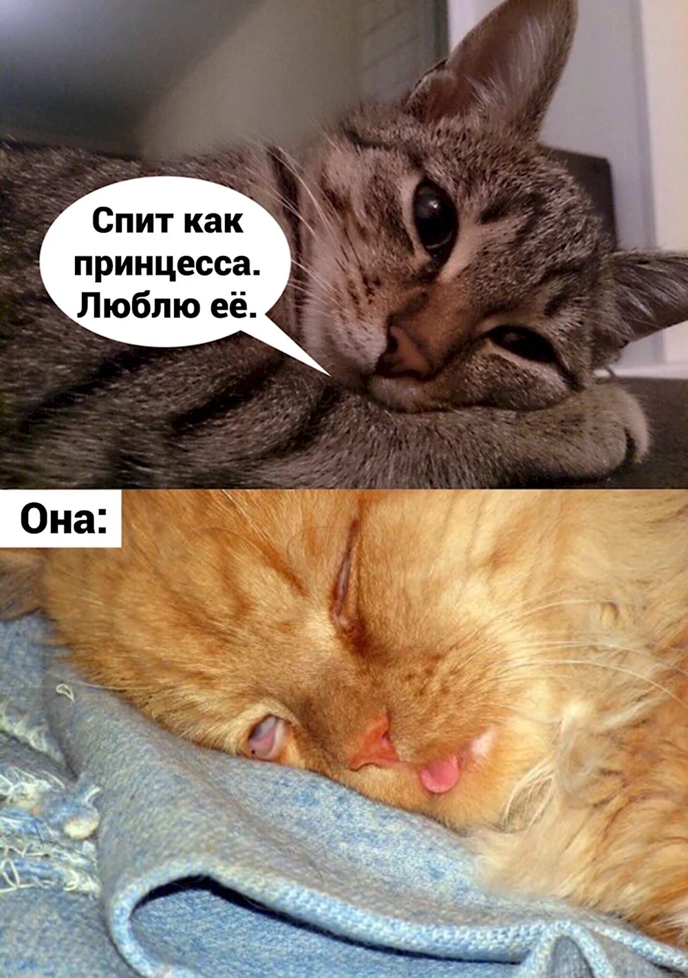 Кот Мем