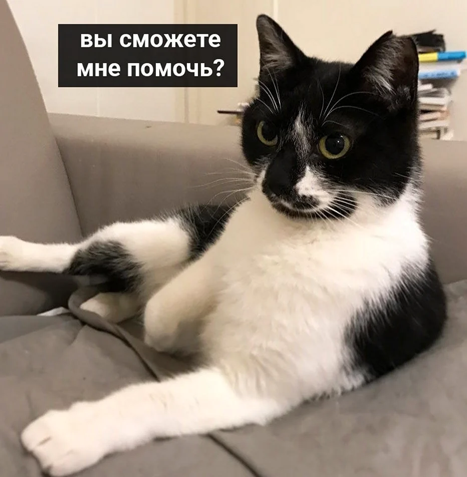 Кот Мем