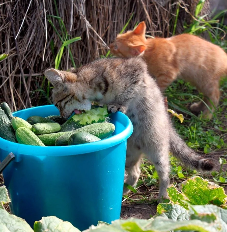 Кот на даче