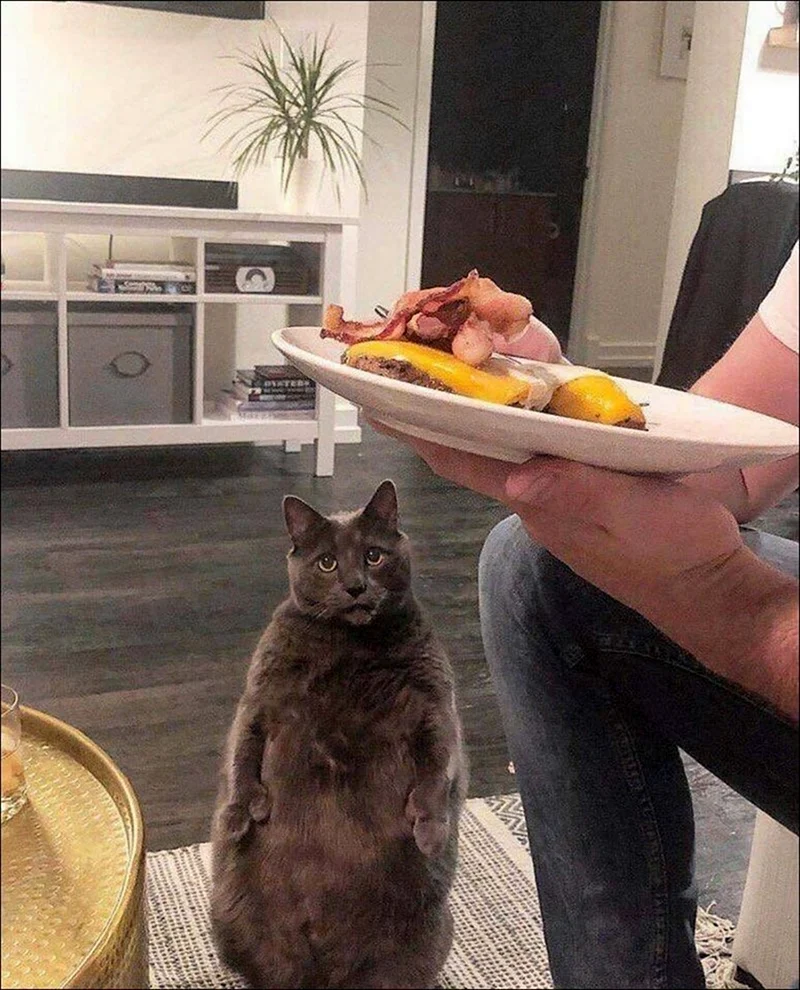 Кот на диете