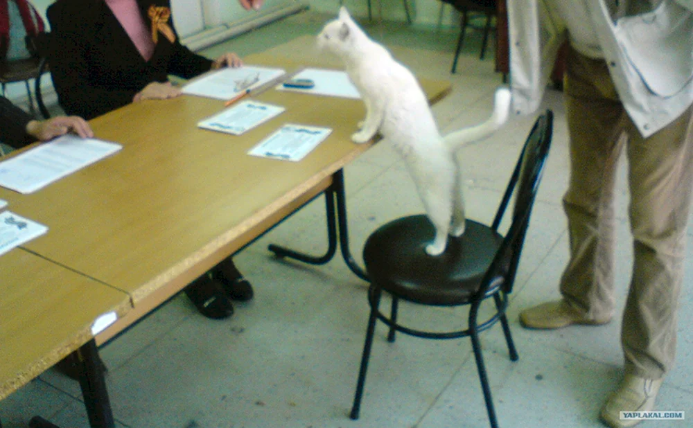 Кот на избирательном участке