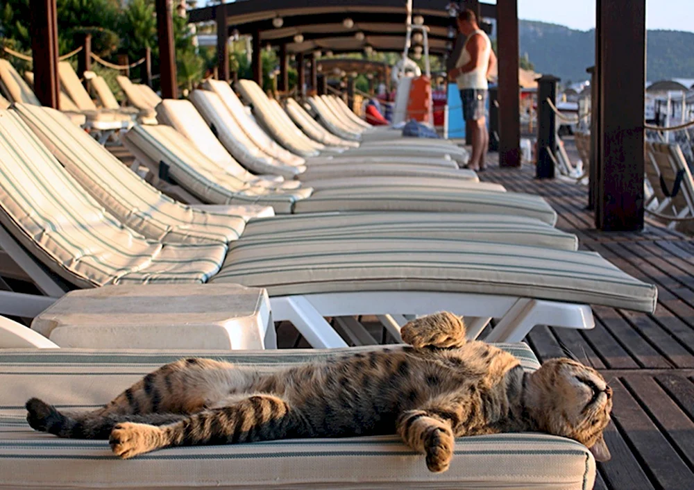 Кот на лежаке на пляже