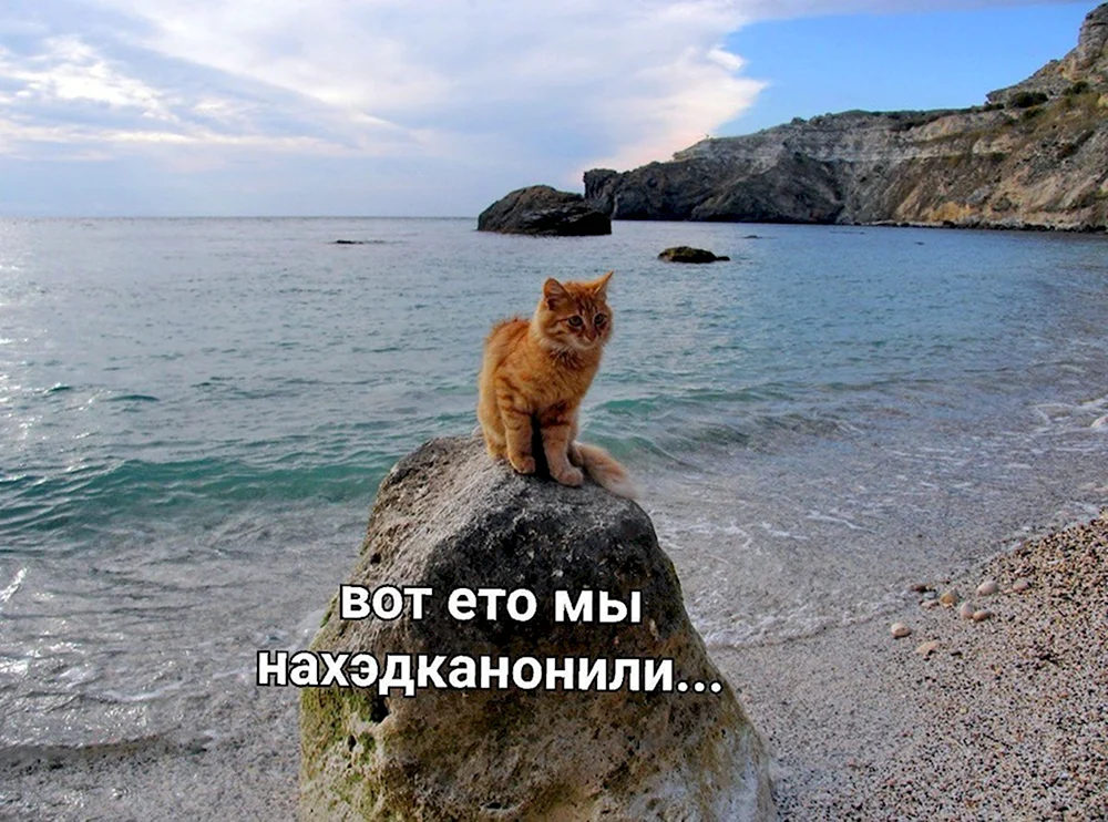 Кот на море