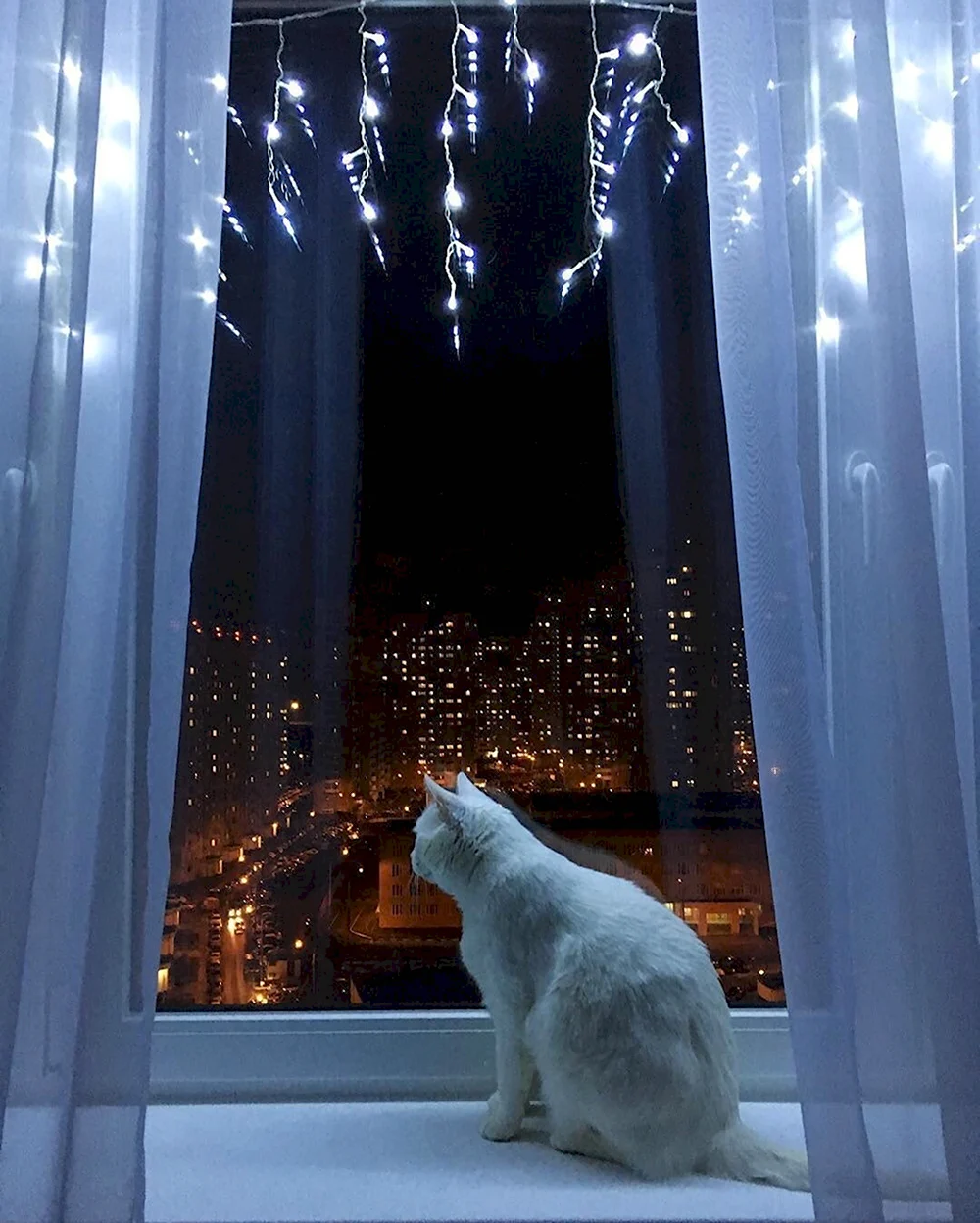 Кот на окне вечером