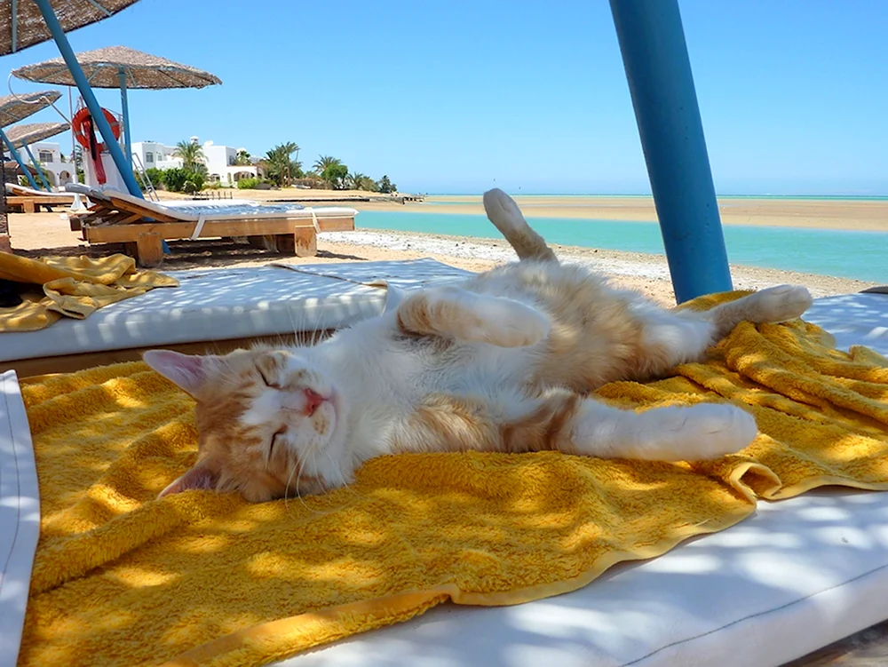 Отпуск через выходные. Кот на море. Котик отдыхает. Кошка загорает. Кот отдыхает на пляже.