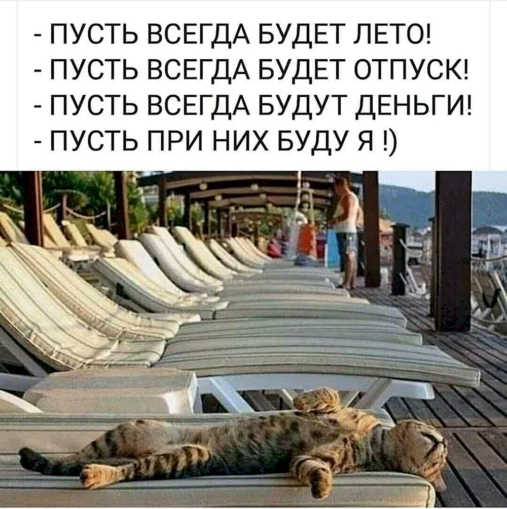 Кот на пляже