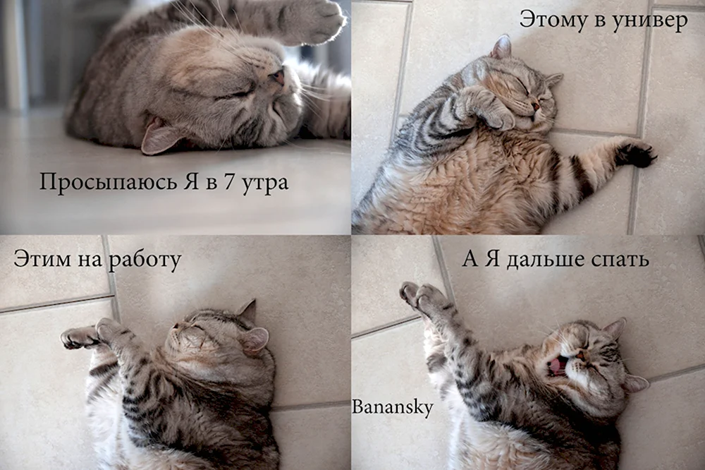 Кот на работу с утра