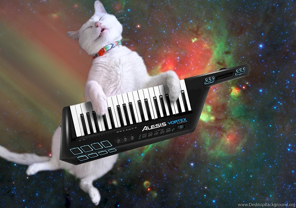 Кот на синтезаторе