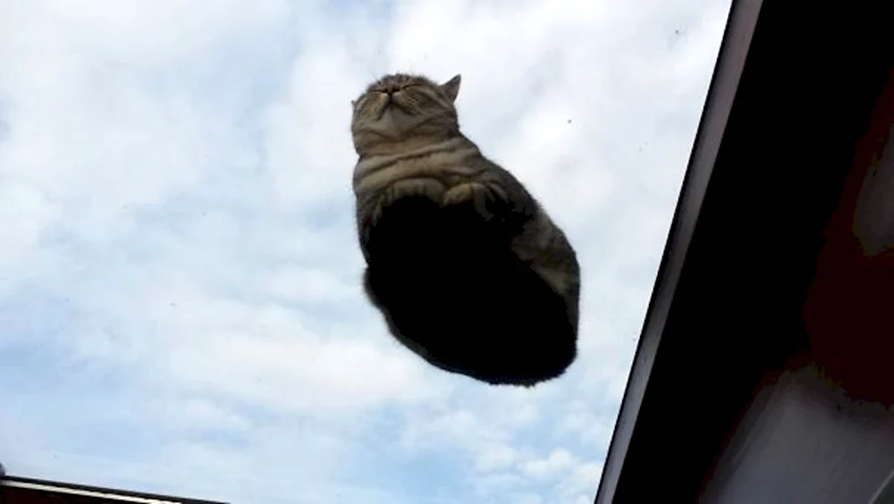Кот на стекле вид снизу