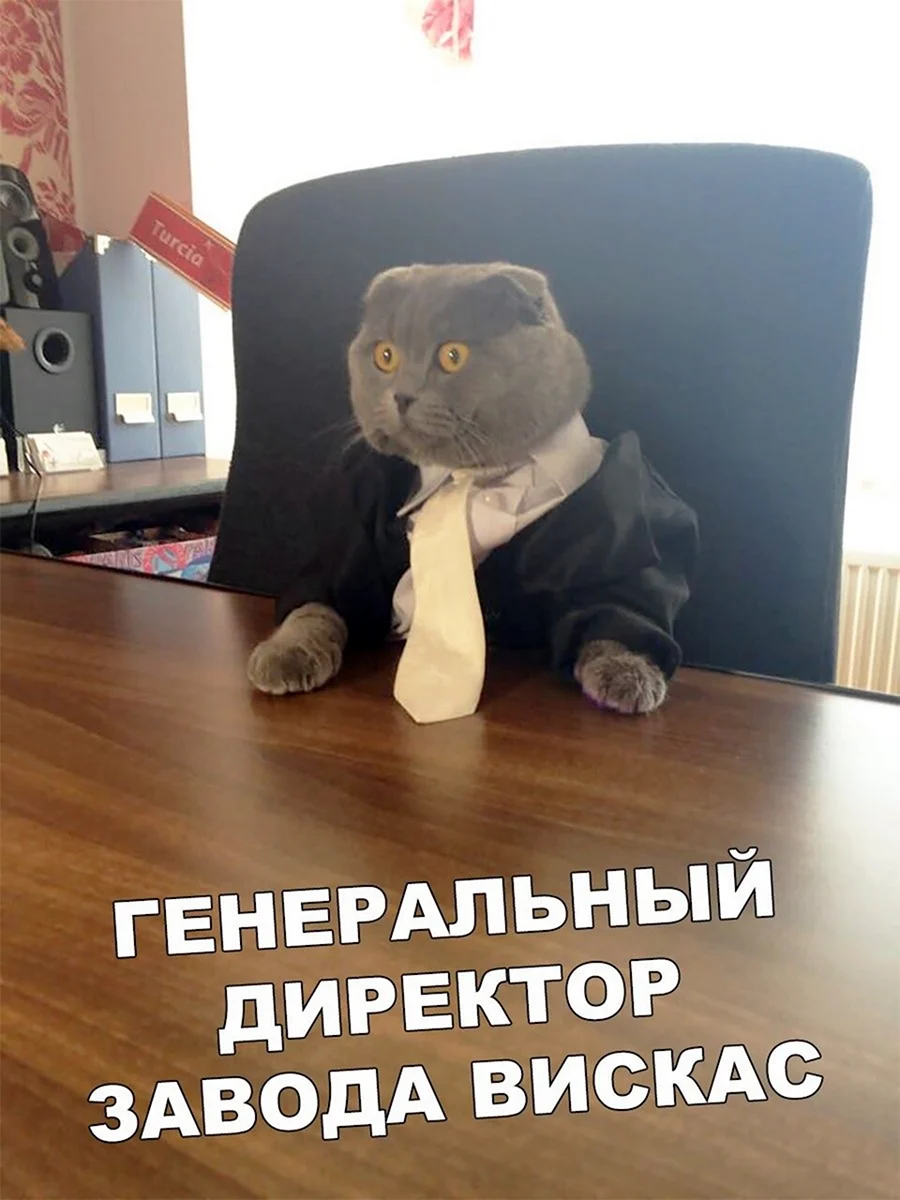 Кот начальник