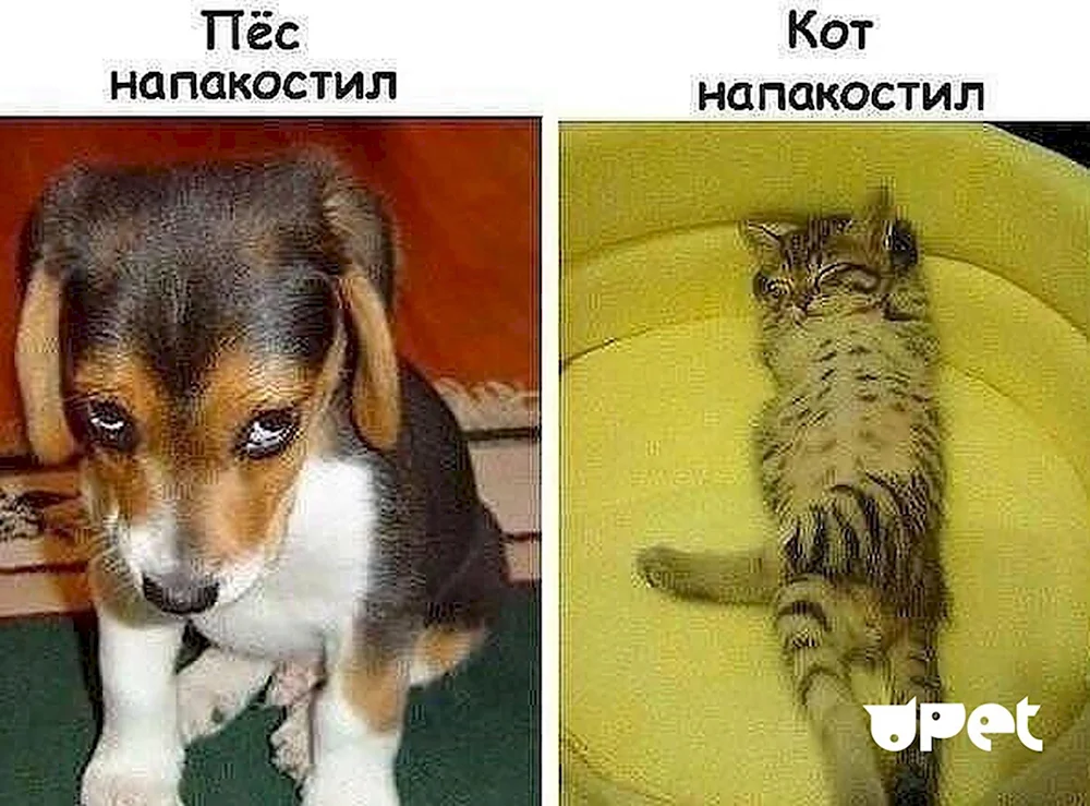 Кот напакостил пес напакостил