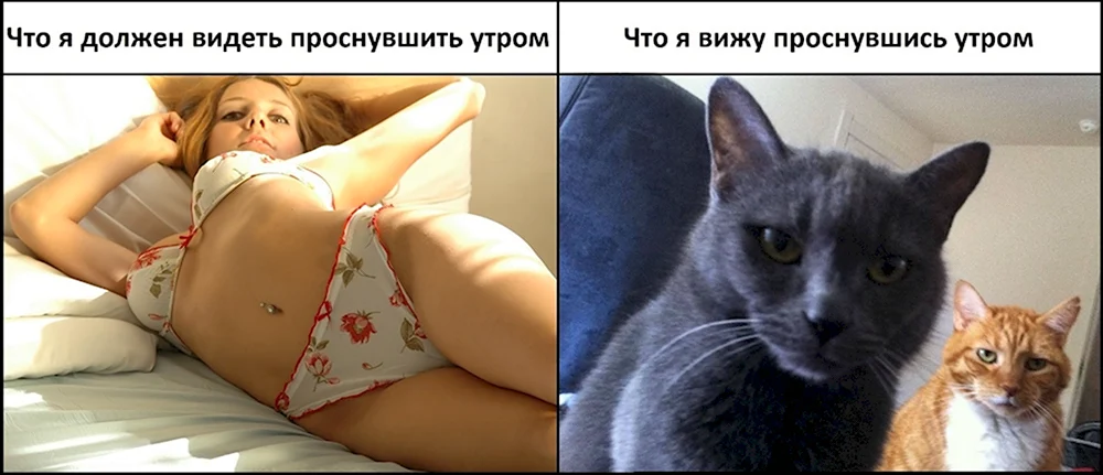 Кот не хочет вставать