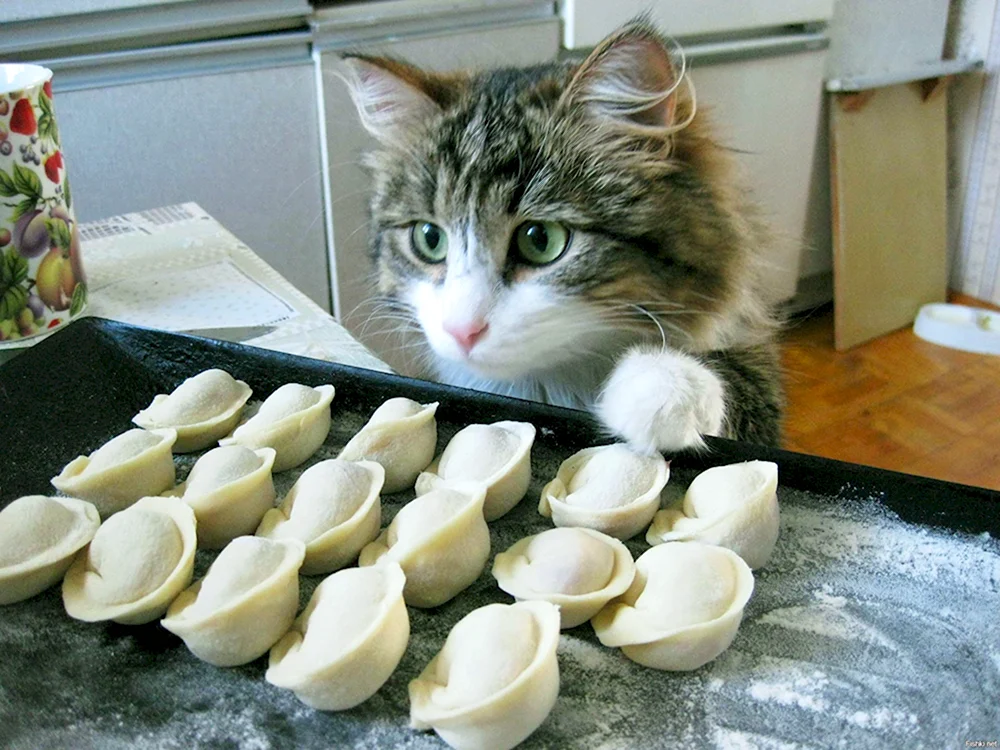 Кот пельмень