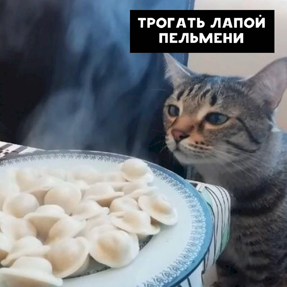 Кот пельмень