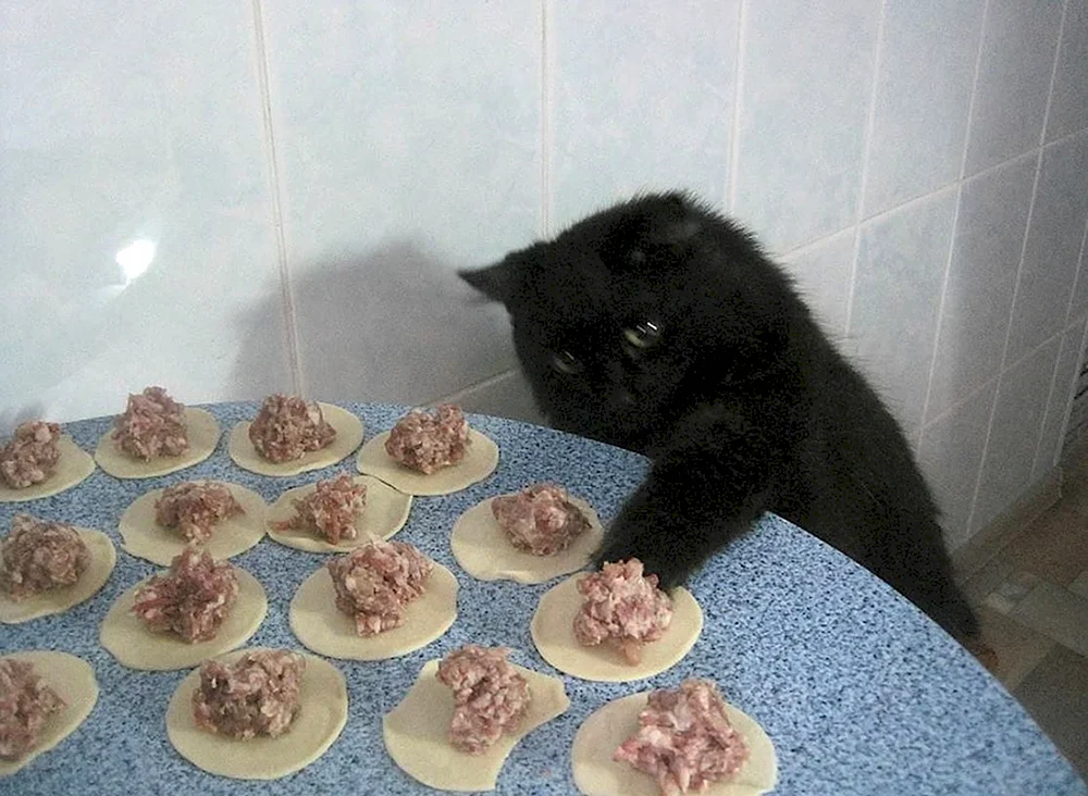 Кот пельмень