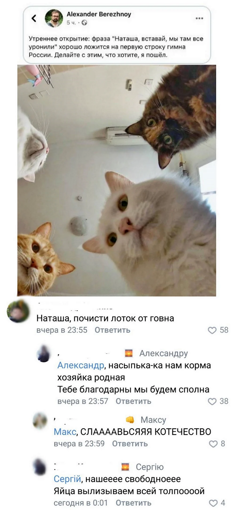 Кот пикабу Мем