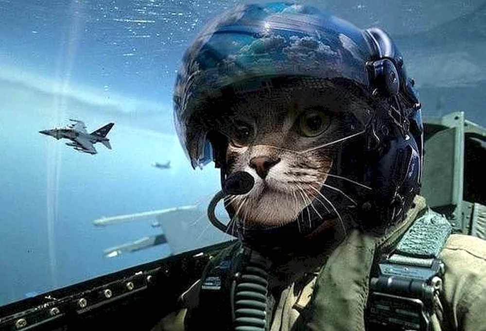 Кот пилот