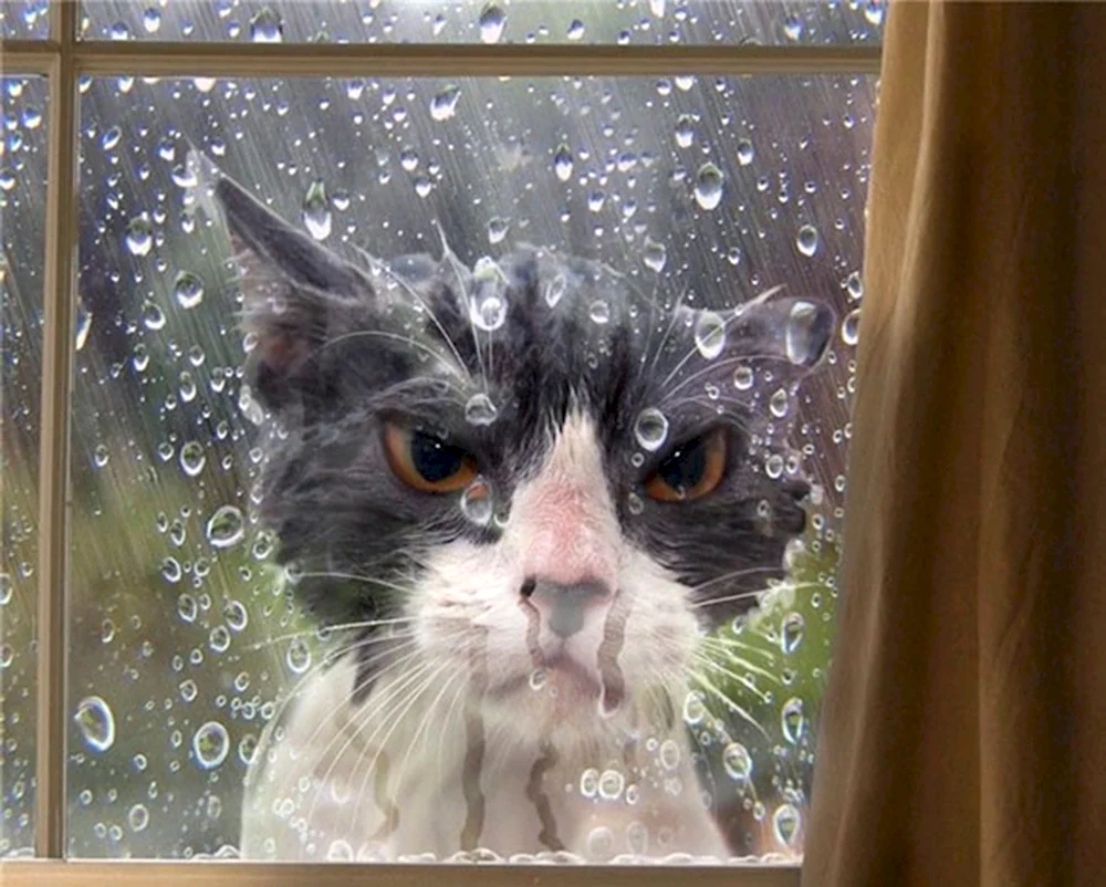 Кот под дождем