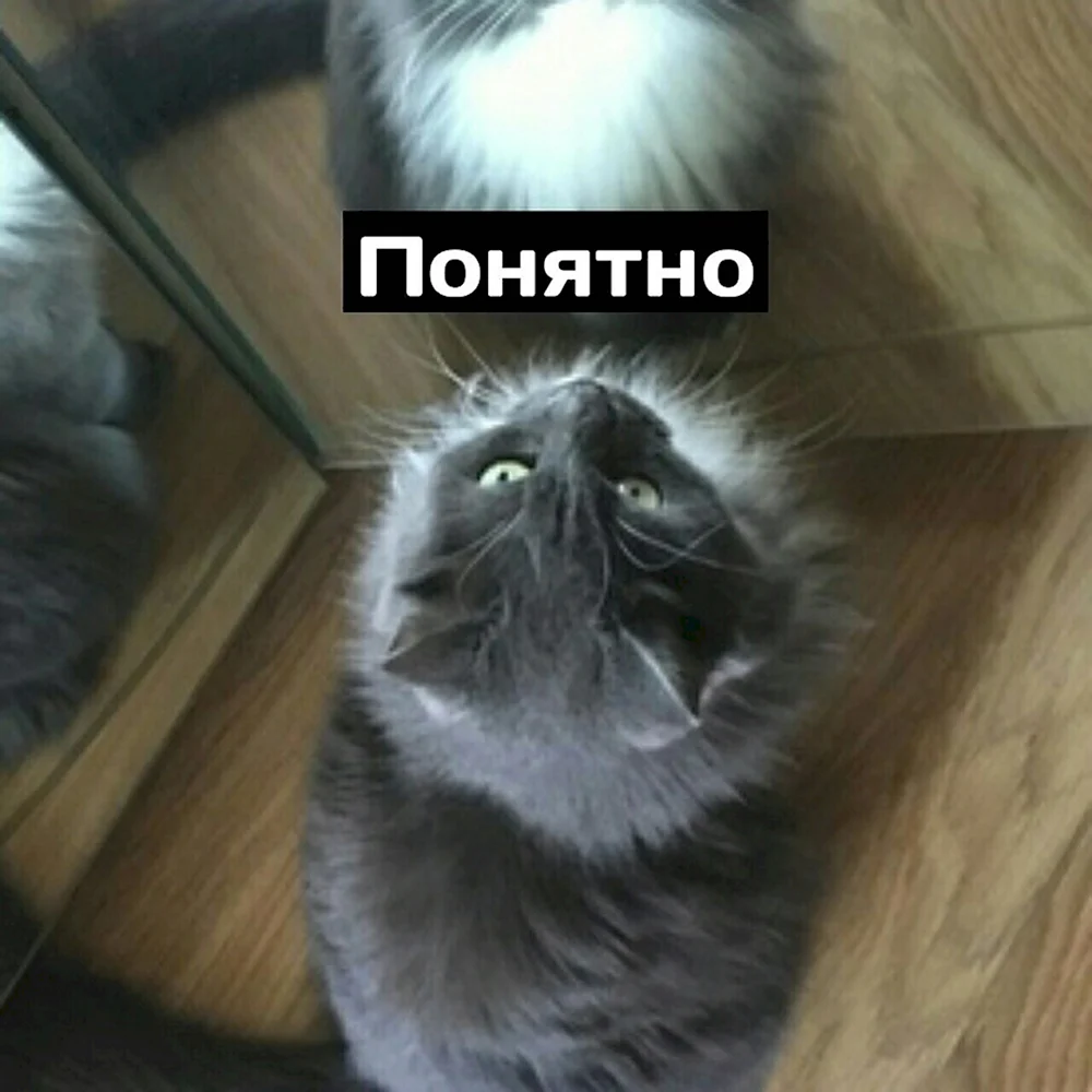 Кот понятно