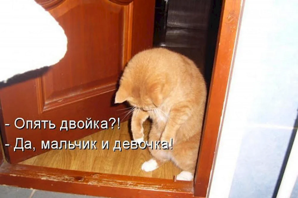 Кот пришел домой