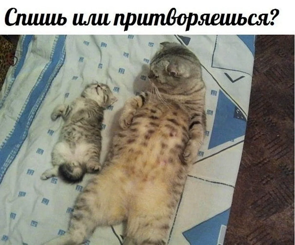 Кот притворяется спящим