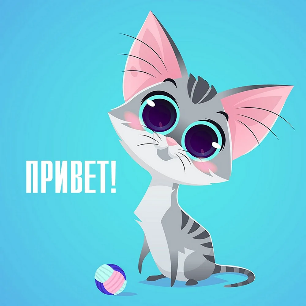 Кот привет