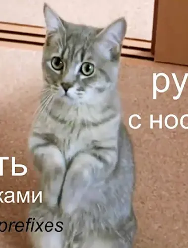 Кот просит прощения