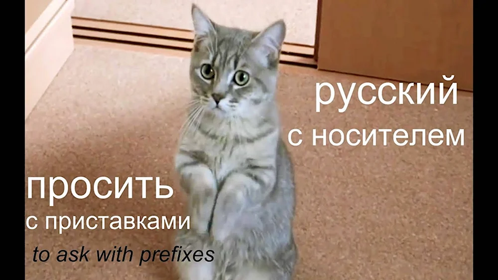 Кот просит прощения