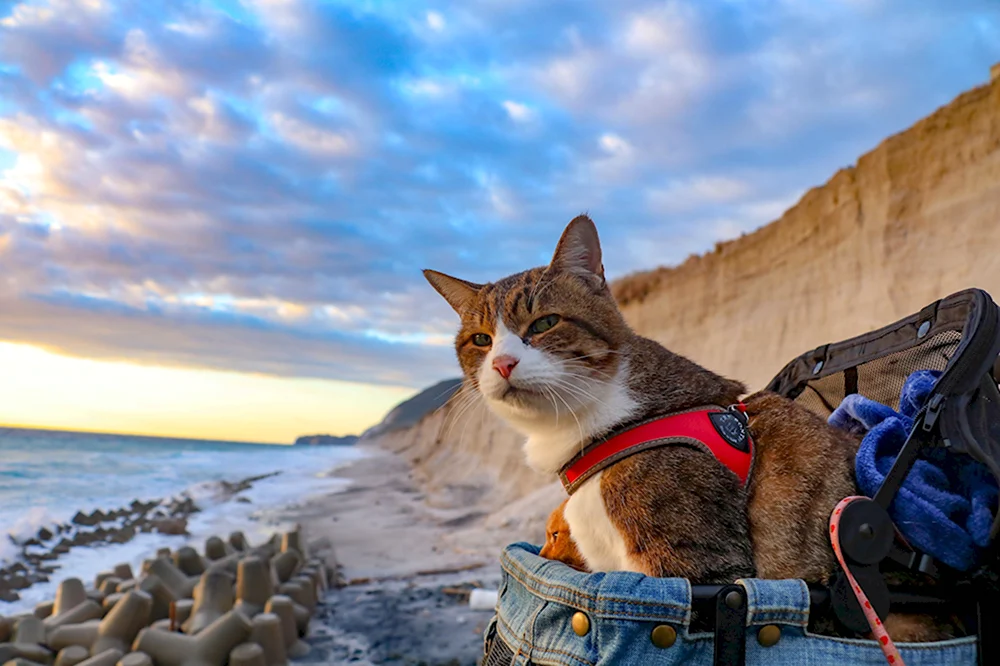 Кот путешественник