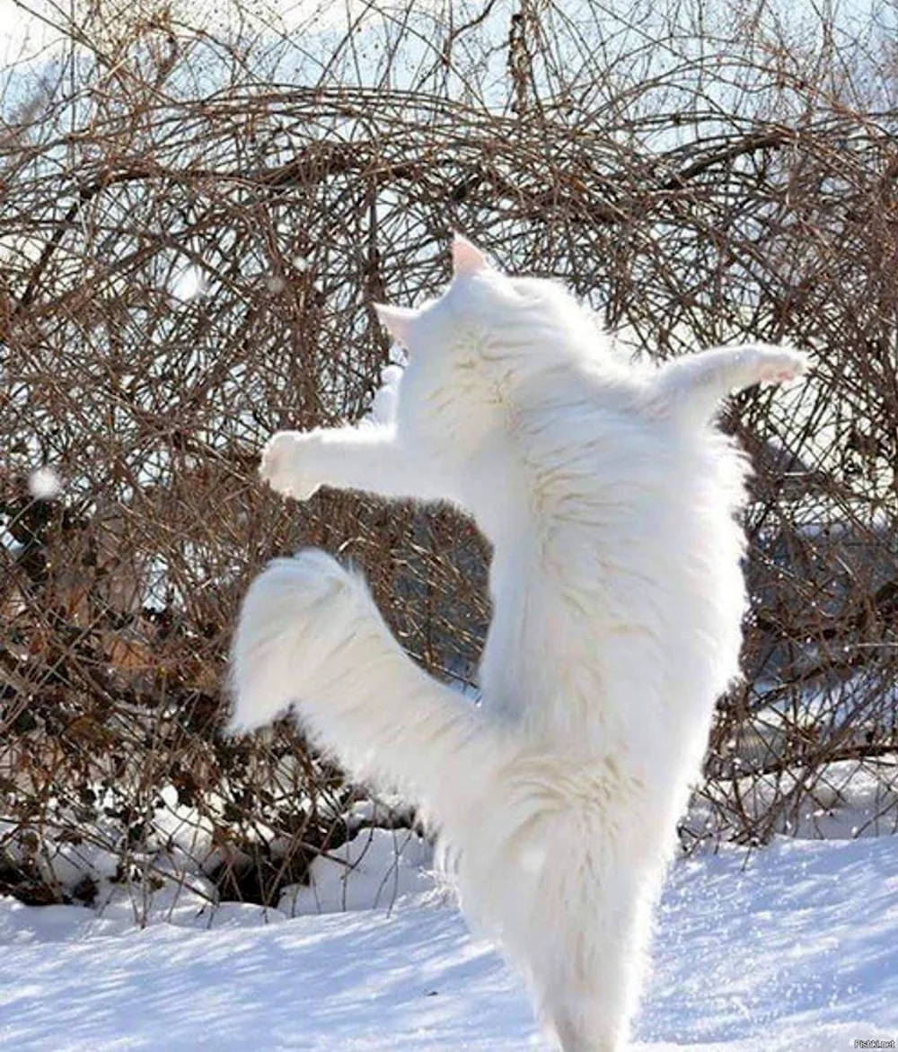Кот радуется снегу