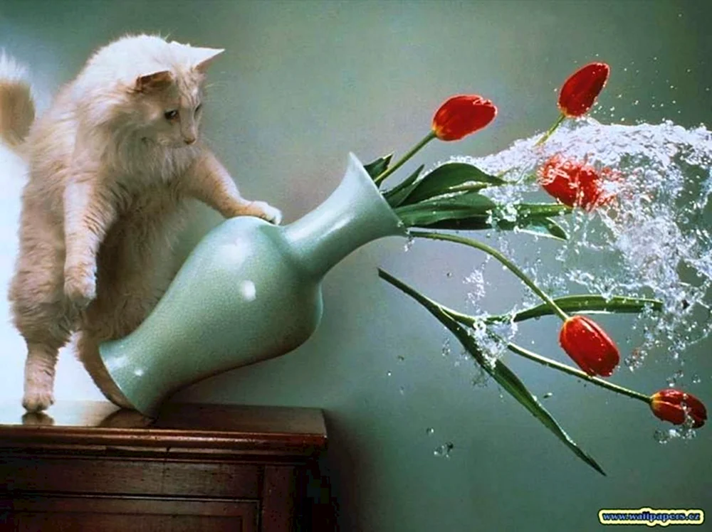 Кот разбил вазу
