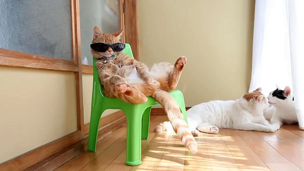 Кот релакс