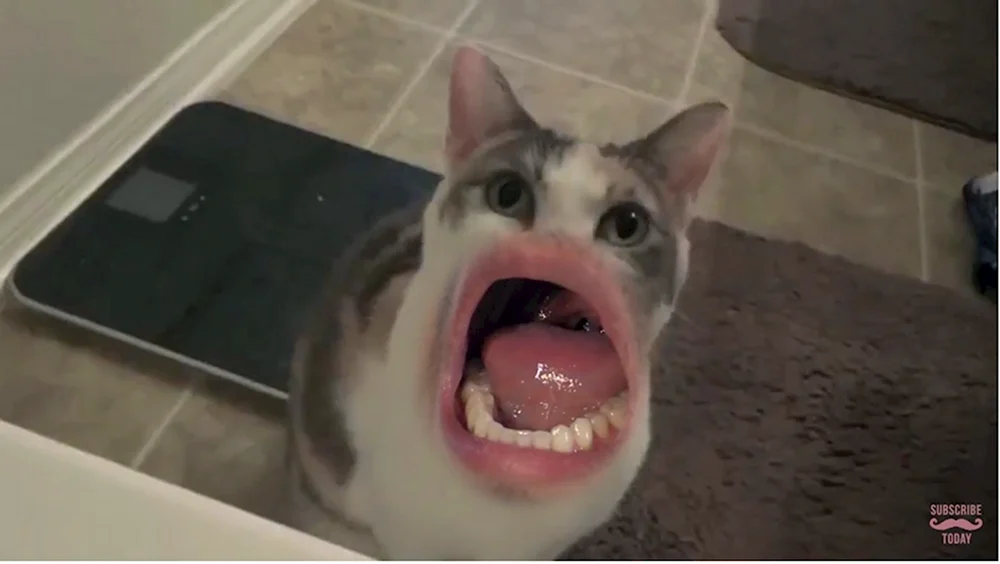 Кот с человеческим ртом