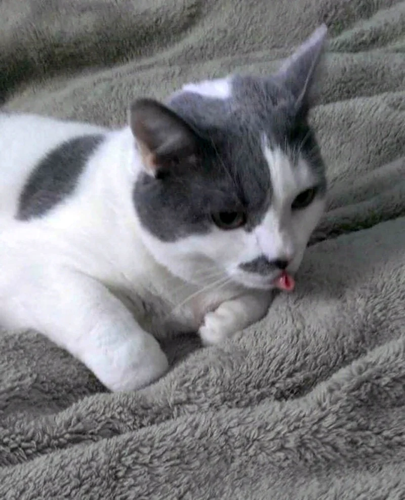 Кот с языком в трубочку