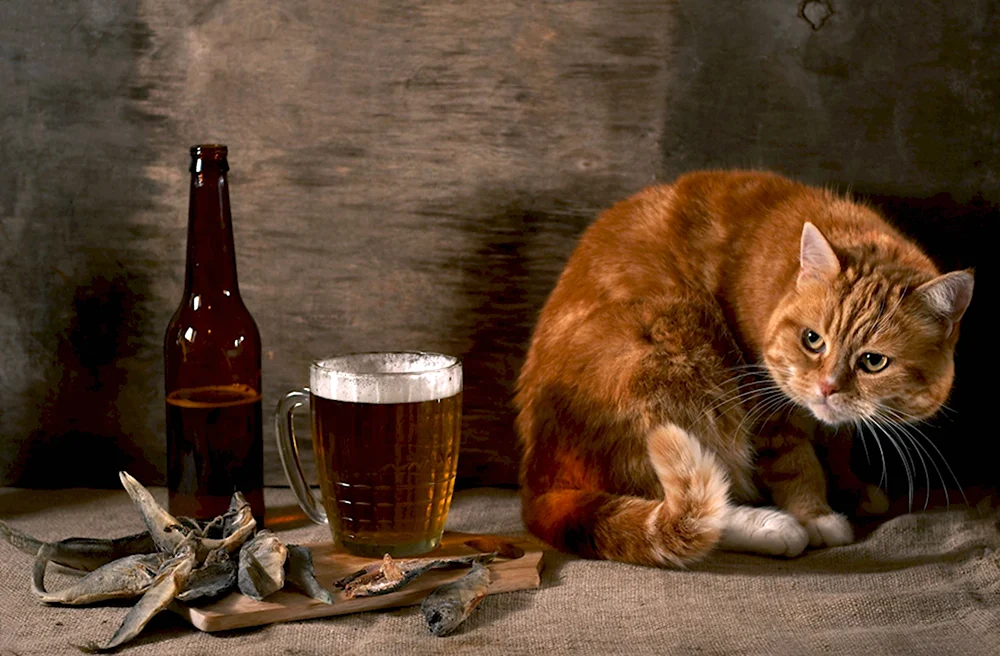 Кот с пивом