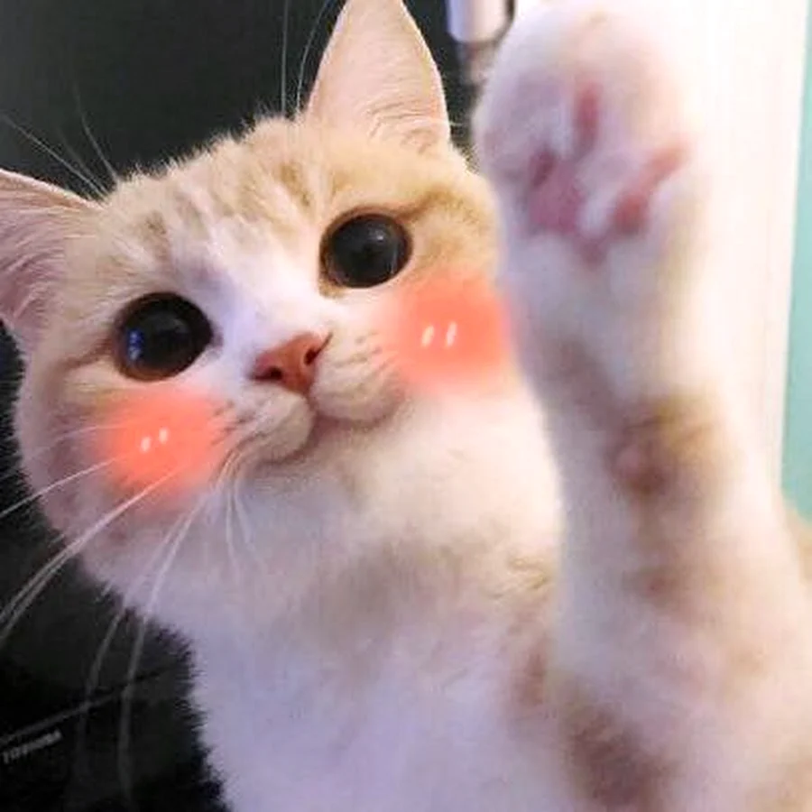 Кот с розовыми щеками