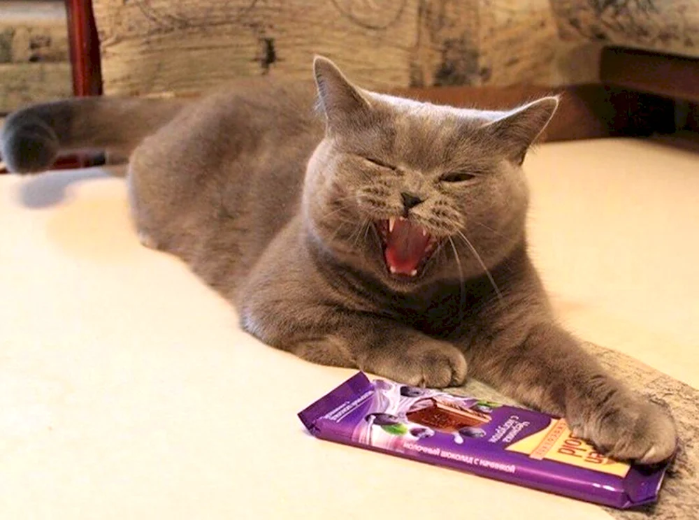 Кот с шоколадкой